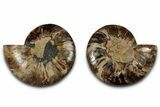 Cut & Polished, Agatized Ammonite Fossil - Madagascar #318115-1